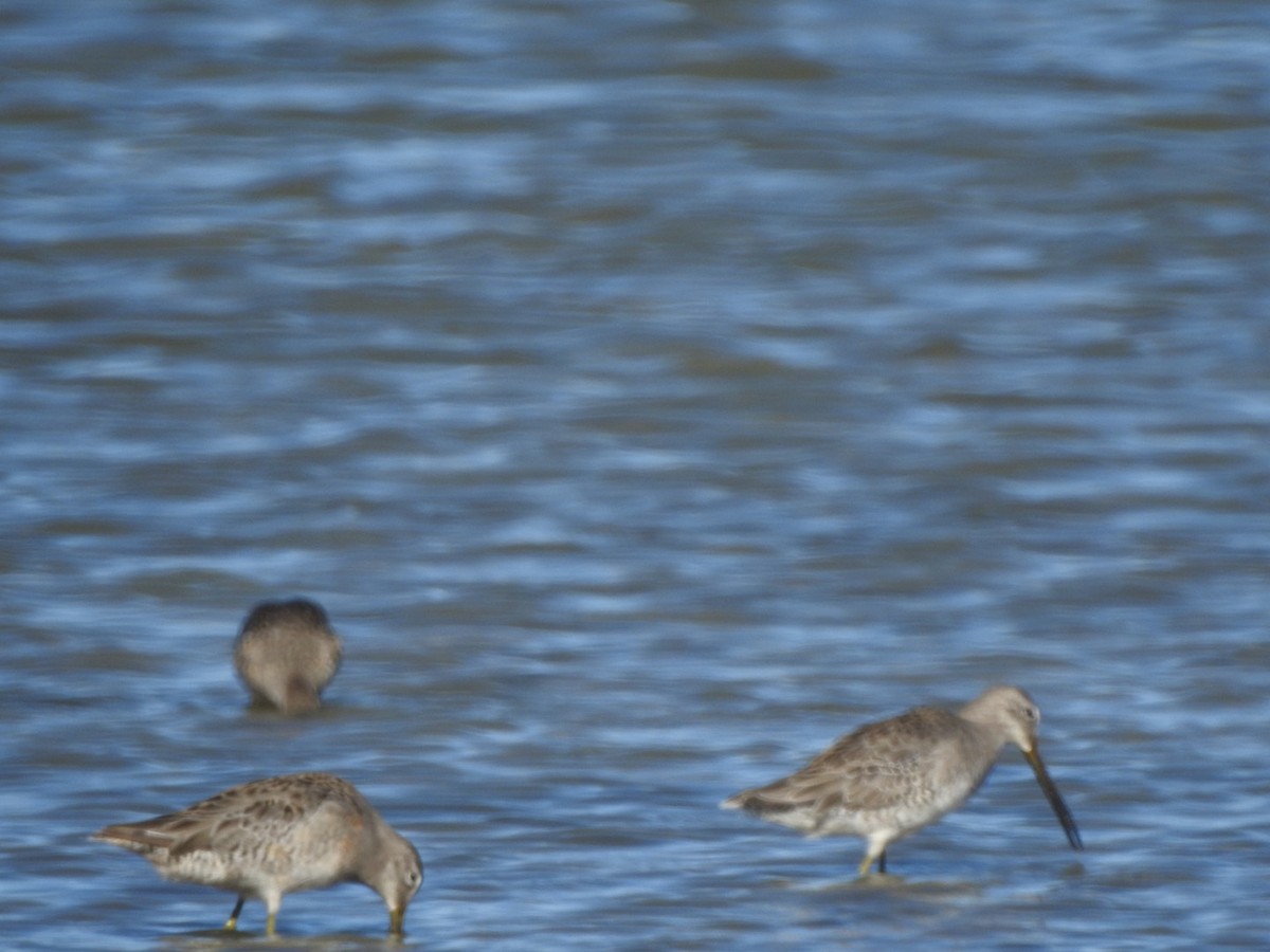 Long-billed Dowitcher - ML371497511