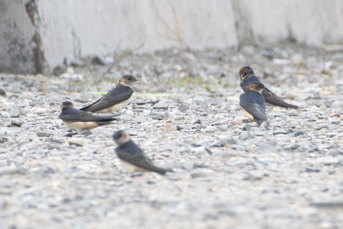 Red-rumped Swallow - ML371497921
