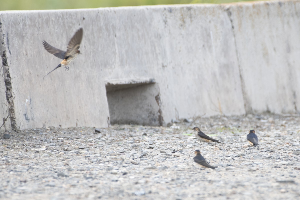 Red-rumped Swallow - ML371497941