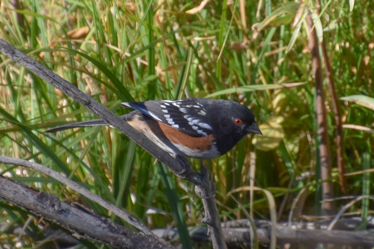 Spotted Towhee - ML371498041