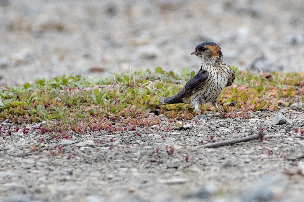 Red-rumped Swallow - ML371499451