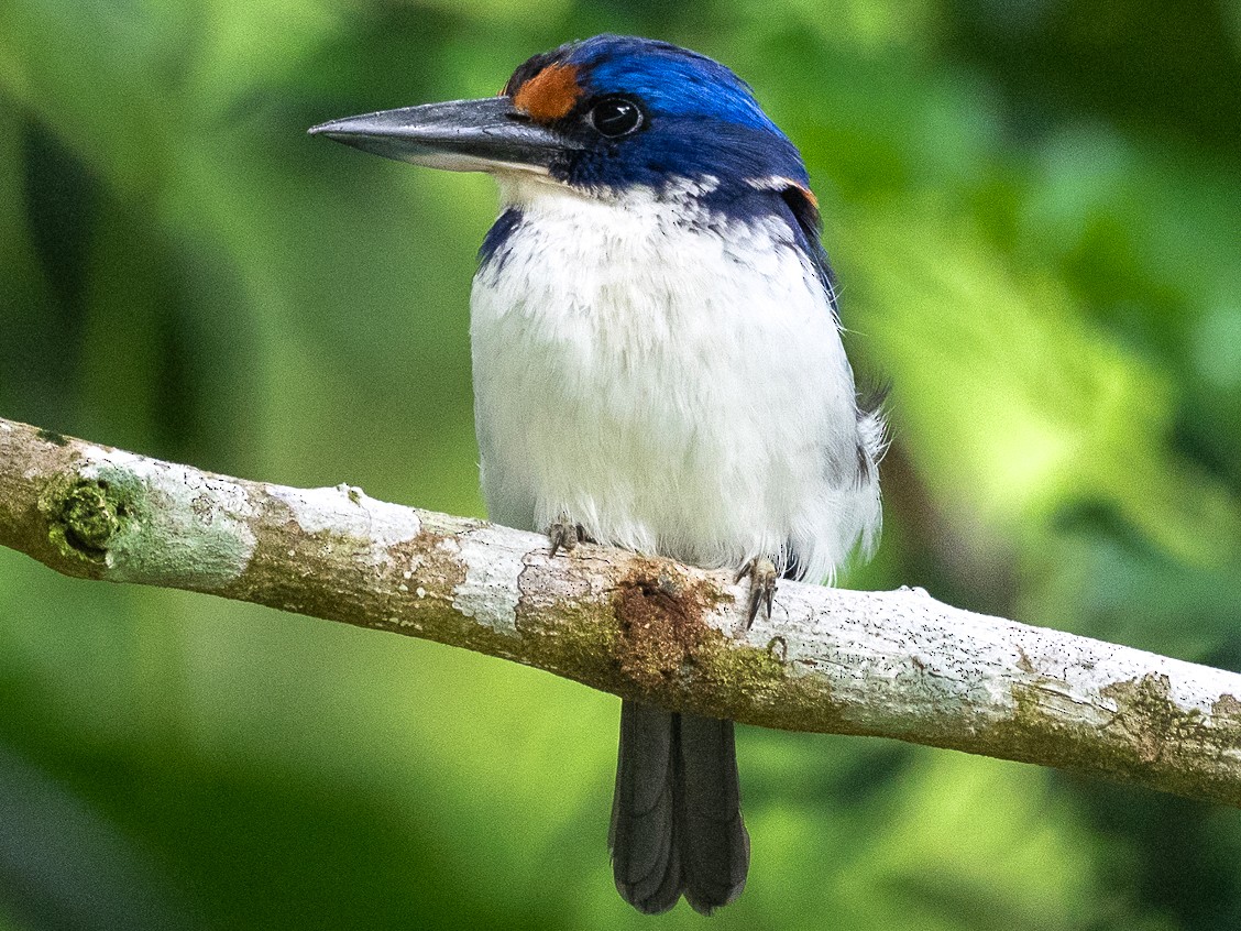 Rufous-lored Kingfisher - Forest Jarvis