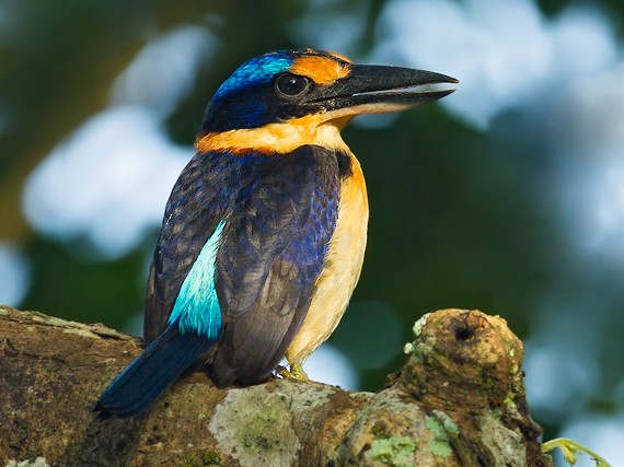 Rus pornosi: hammaning koz ongida sikish