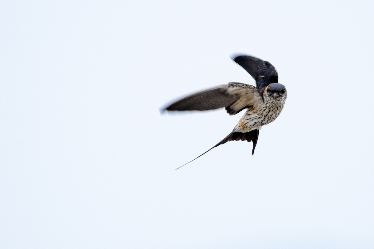 Red-rumped Swallow - ML371499761