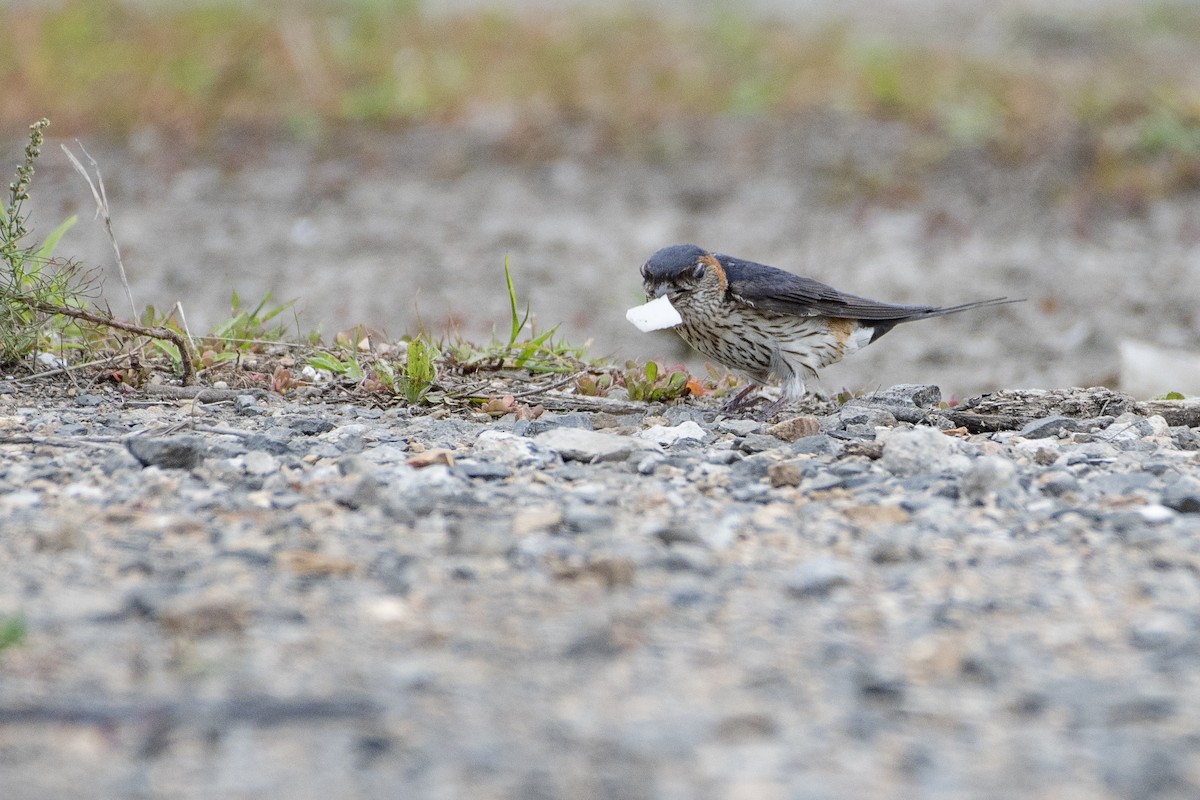 Red-rumped Swallow - ML371499821