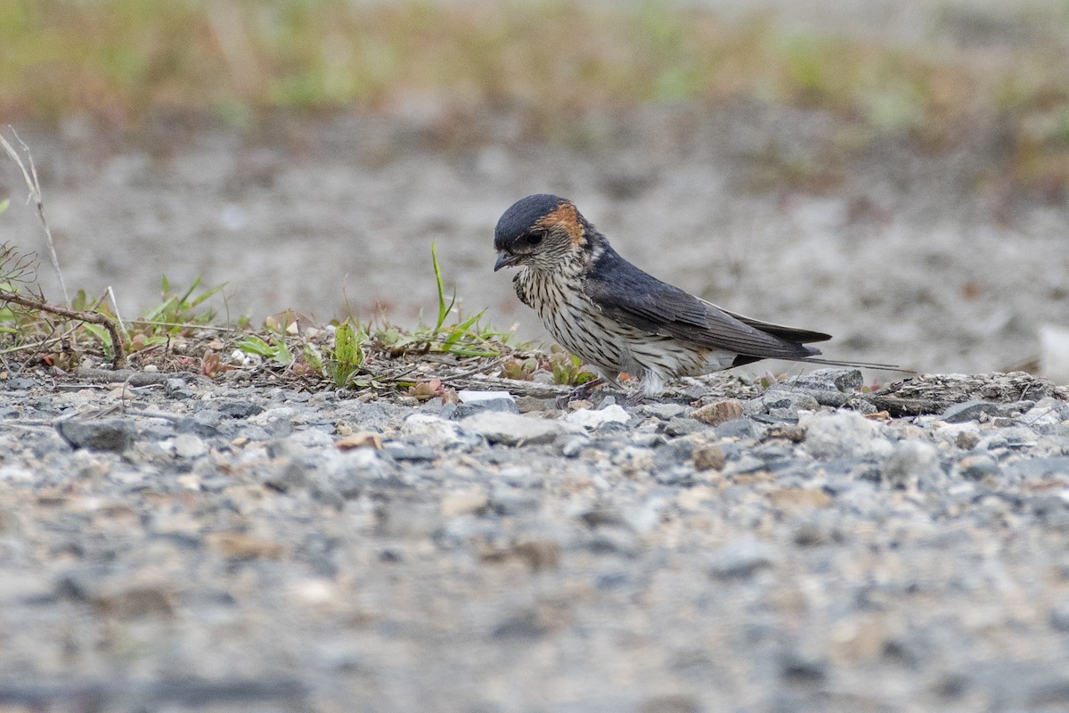 Red-rumped Swallow - ML371499831