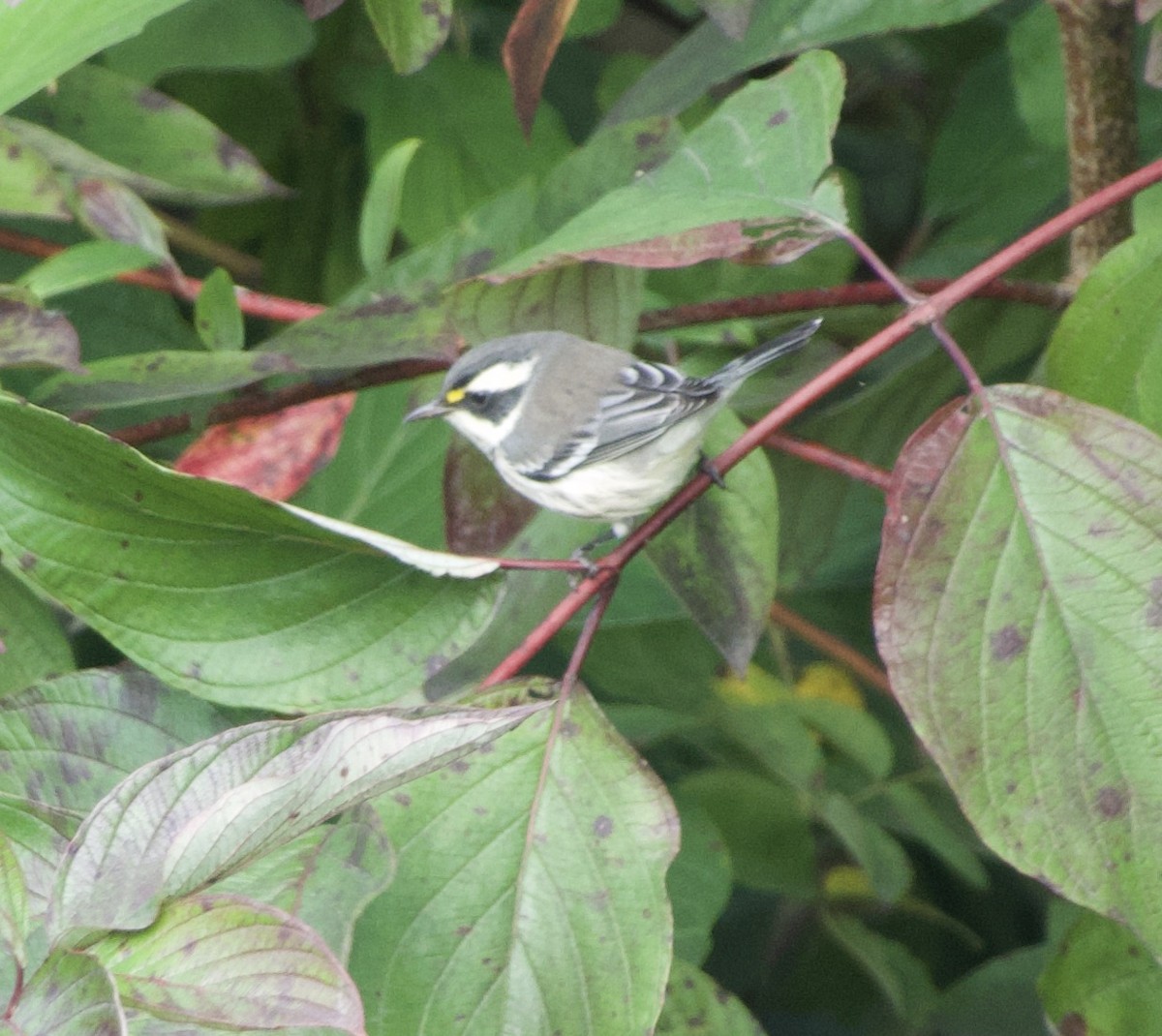 Black-throated Gray Warbler - ML371500191