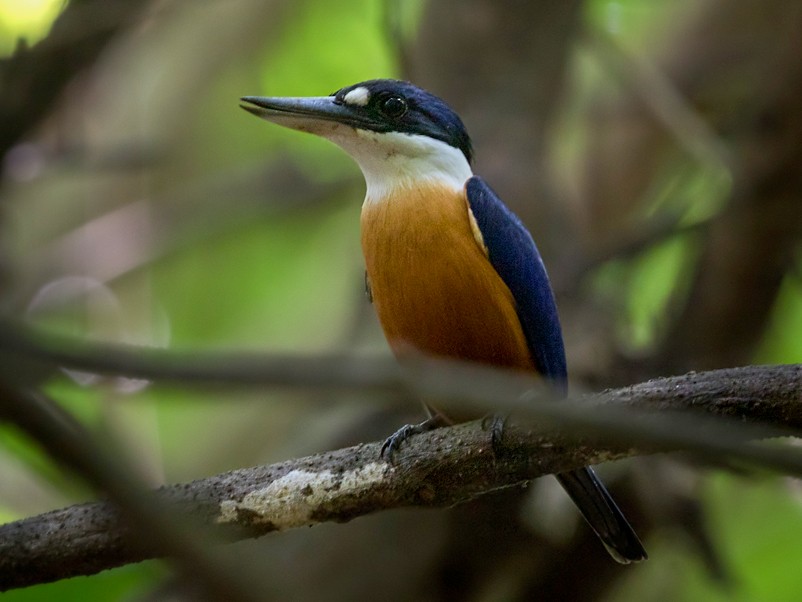 Vanuatu Kingfisher - Lars Petersson | My World of Bird Photography