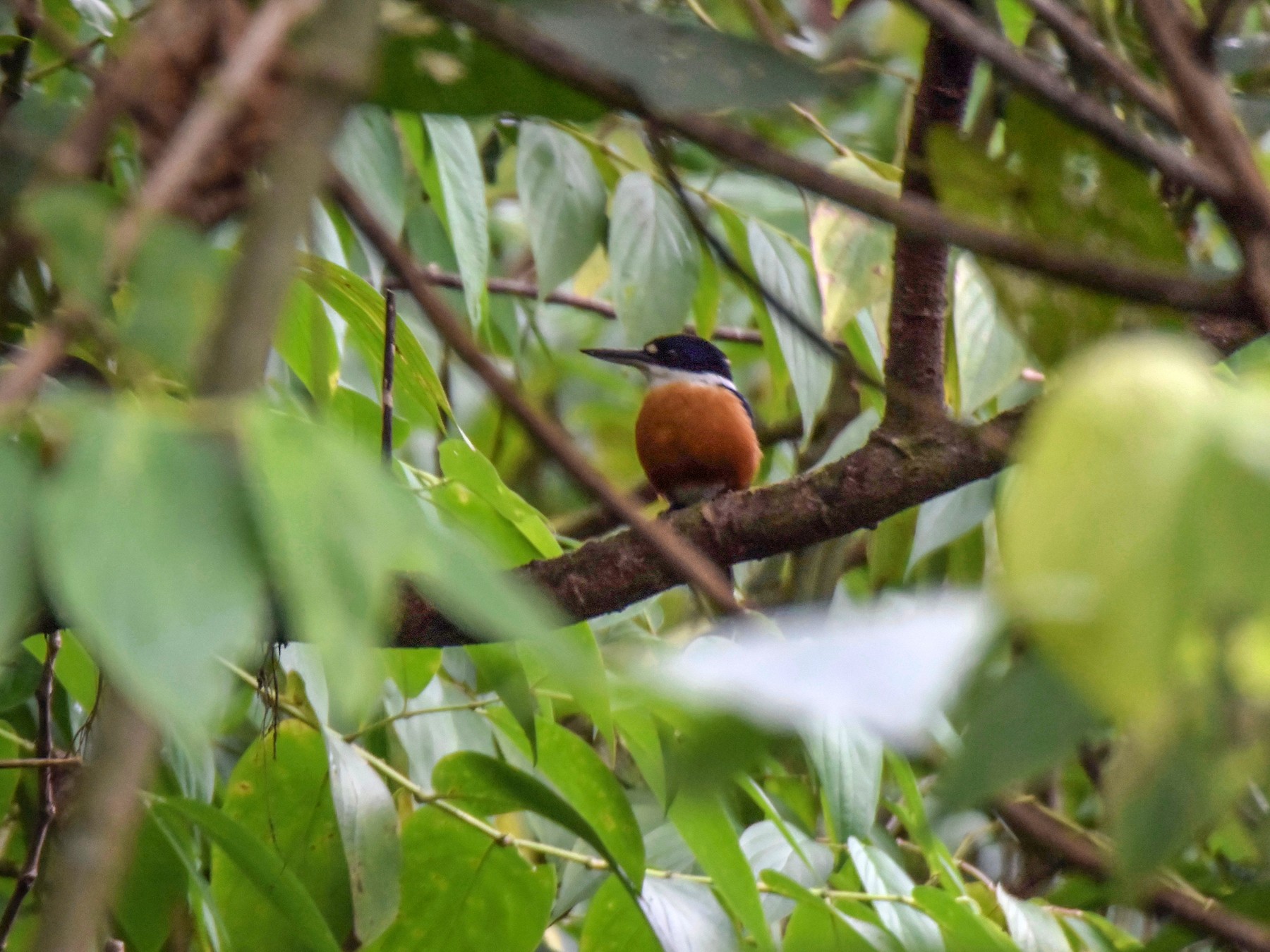 Vanuatu Kingfisher - Michael Leven