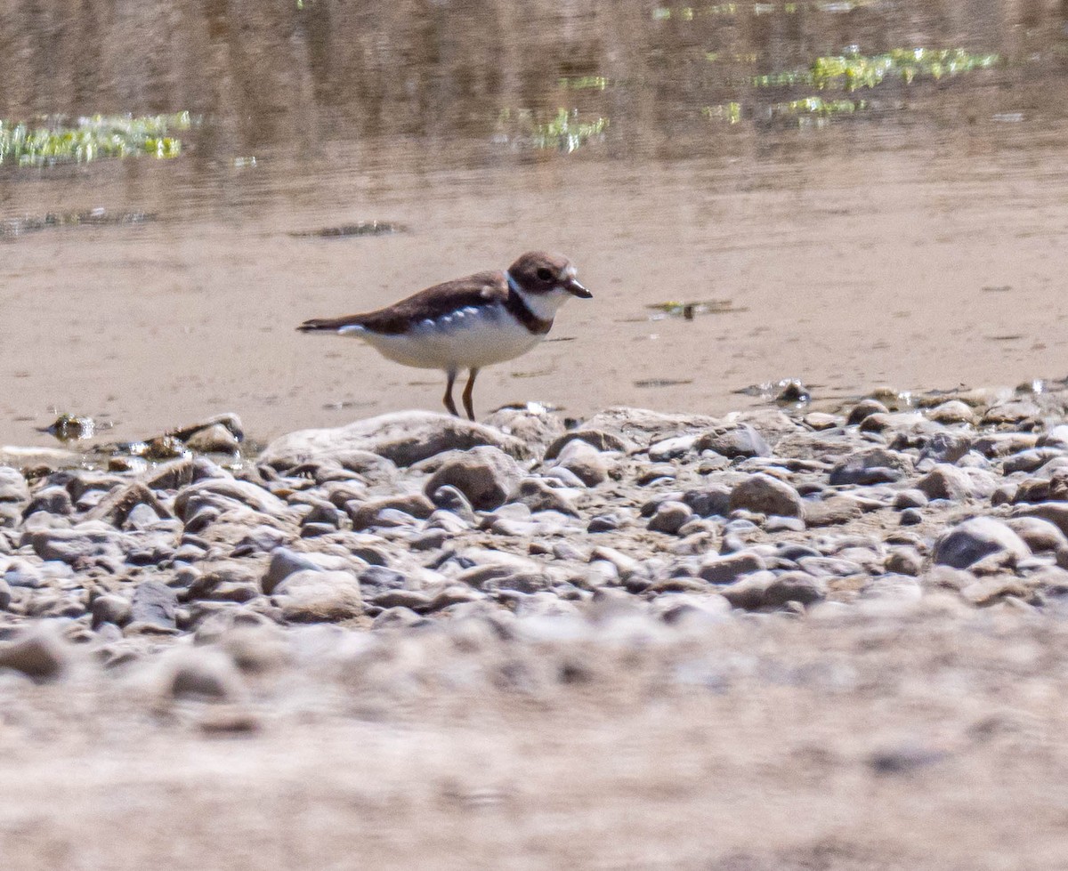 Semipalmated Plover - ML371502091
