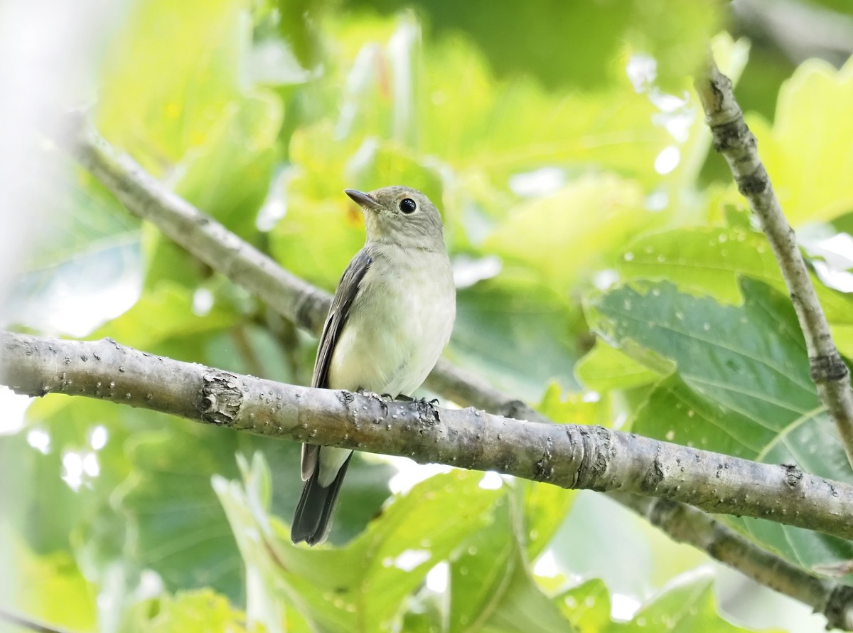 Blue-and-white Flycatcher - ML371502691