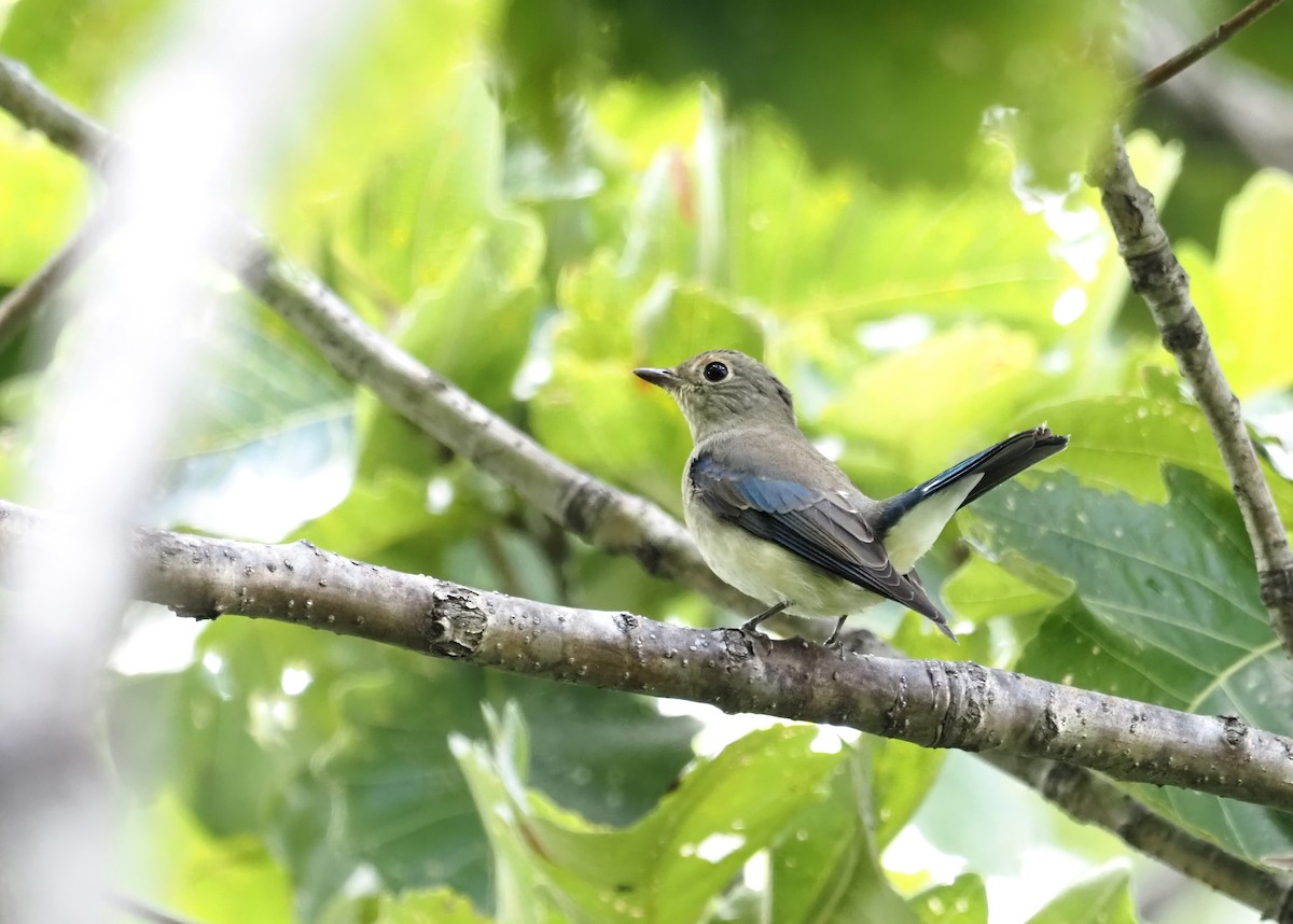 Blue-and-white Flycatcher - ML371502711
