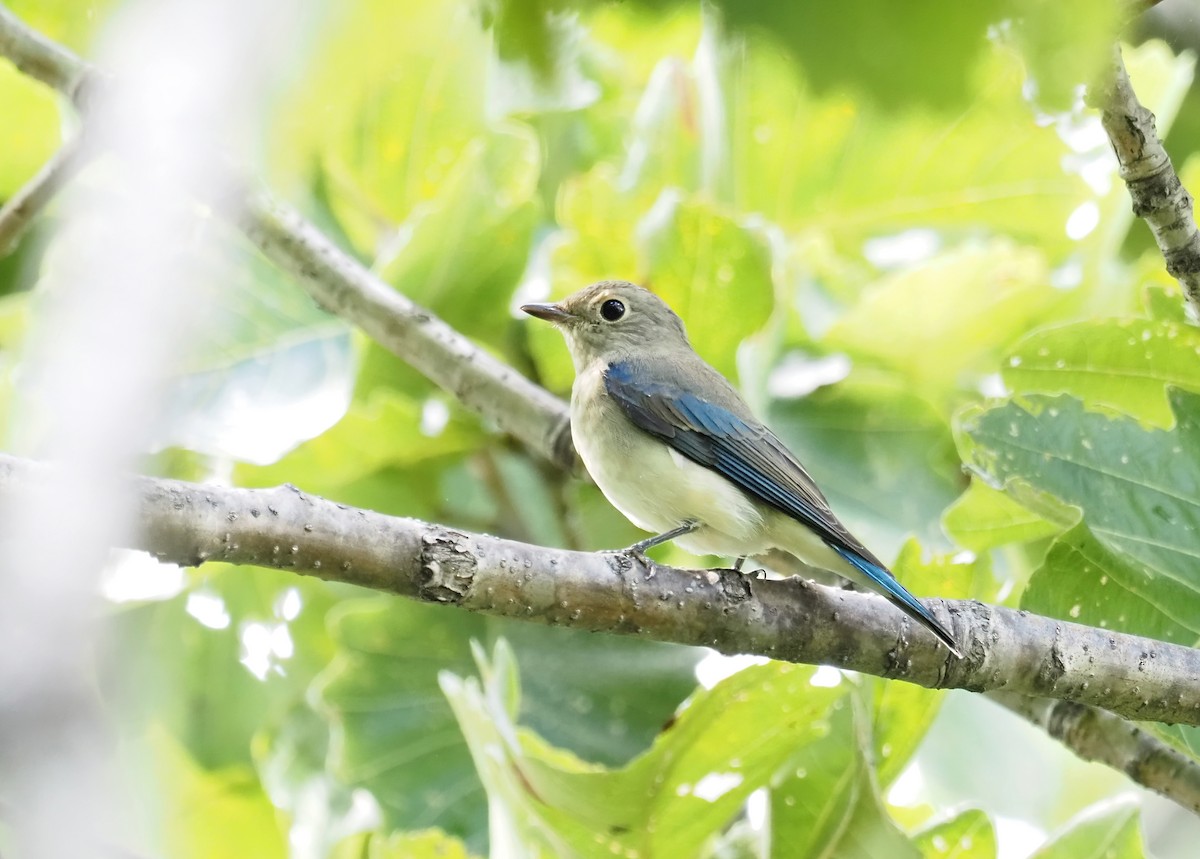 Blue-and-white Flycatcher - ML371502751