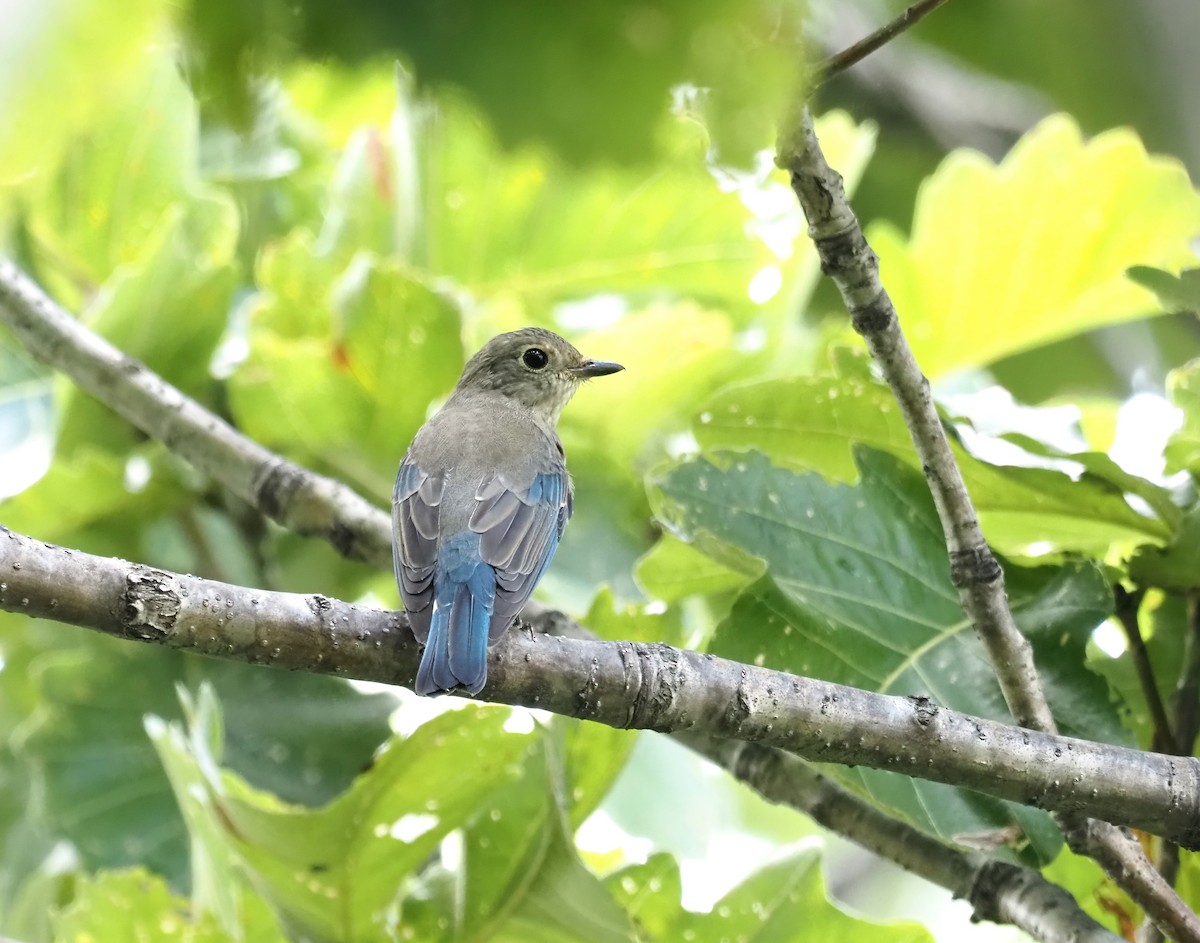 Blue-and-white Flycatcher - ML371502761