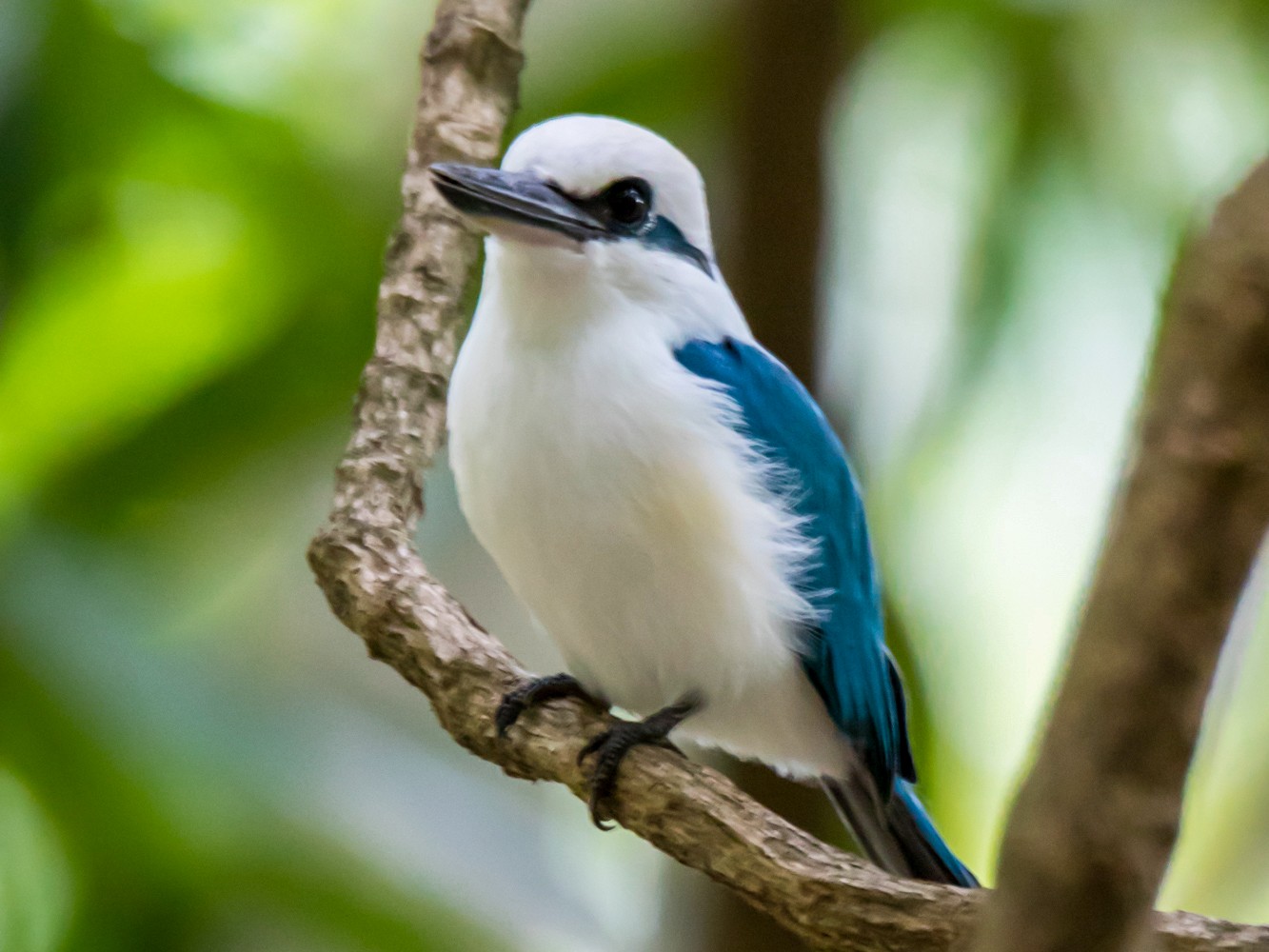 Marquesan Kingfisher - eBird