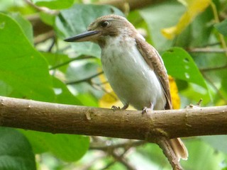 Молодая птица (Moorea) - sheryl mcnair - ML371506971