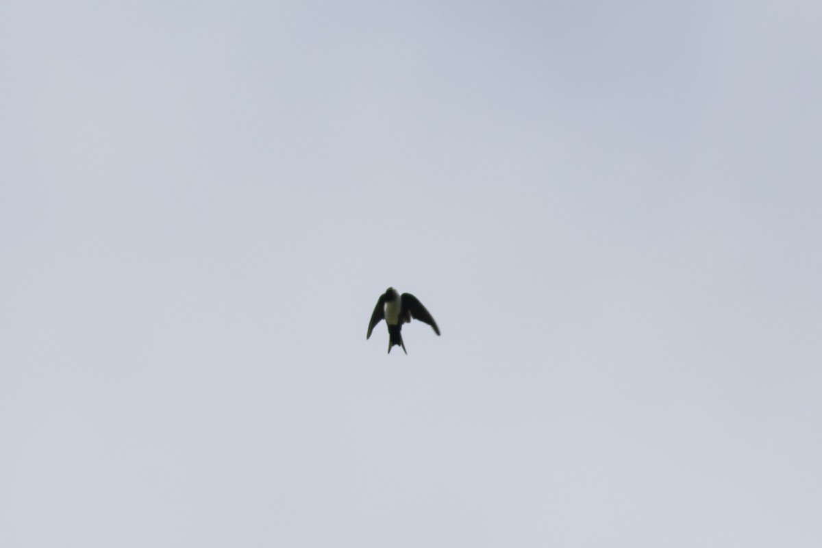 Black-capped Swallow - Jorge Eduardo Ruano