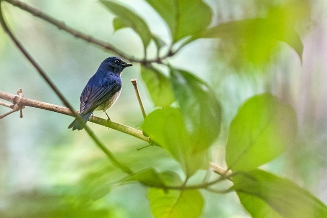 Blue-throated/Chinese Blue Flycatcher - Tom Backlund