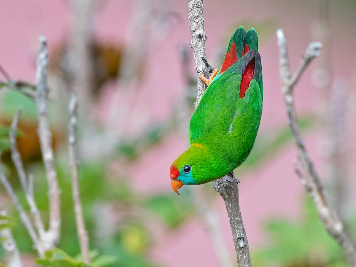 Philippine Hanging-Parrot - Loriculus philippensis - Birds of the World