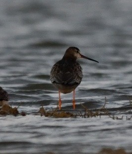 Spotted Redshank - ML371517231