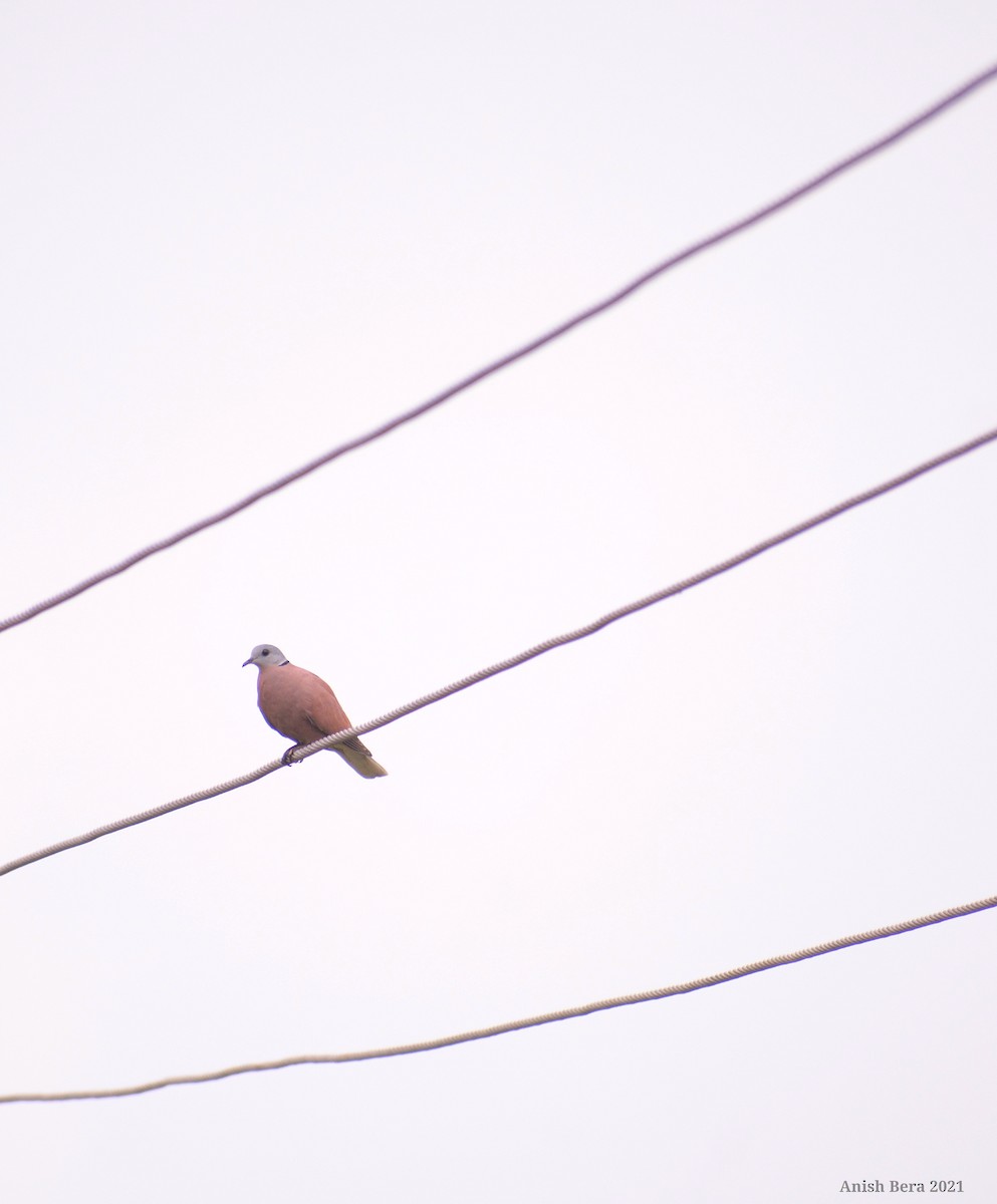 Red Collared-Dove - ML371517271
