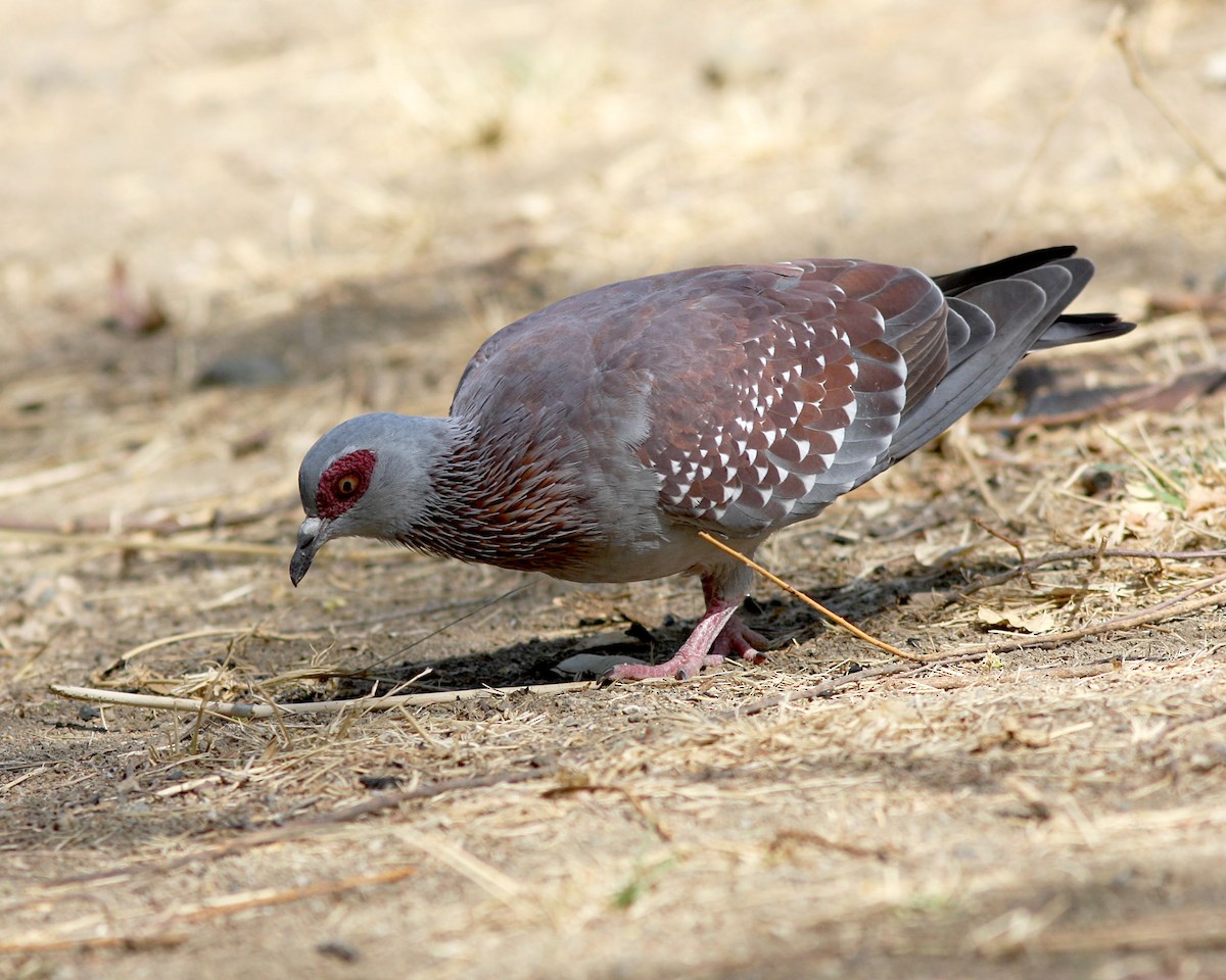 Speckled Pigeon - David Bradley