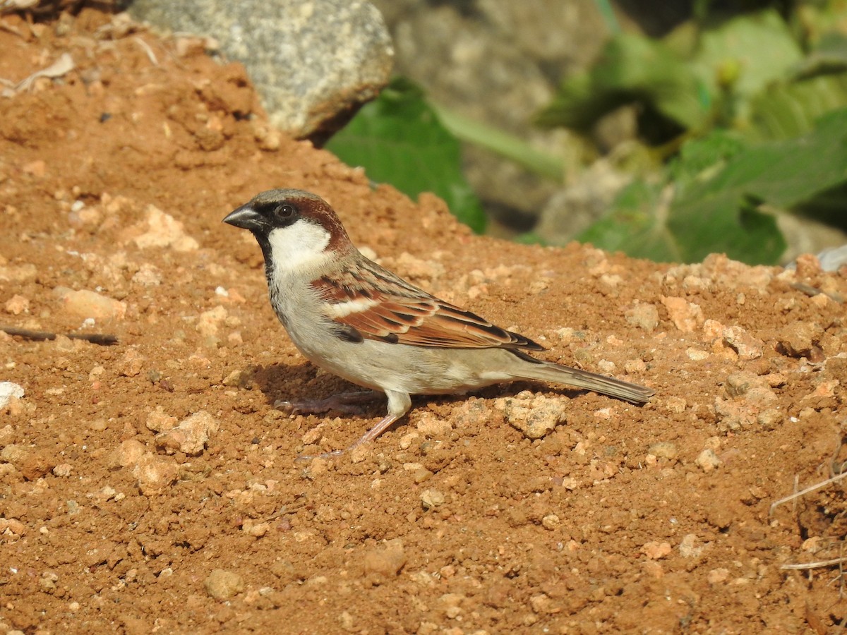 House Sparrow - Arulvelan Thillainayagam