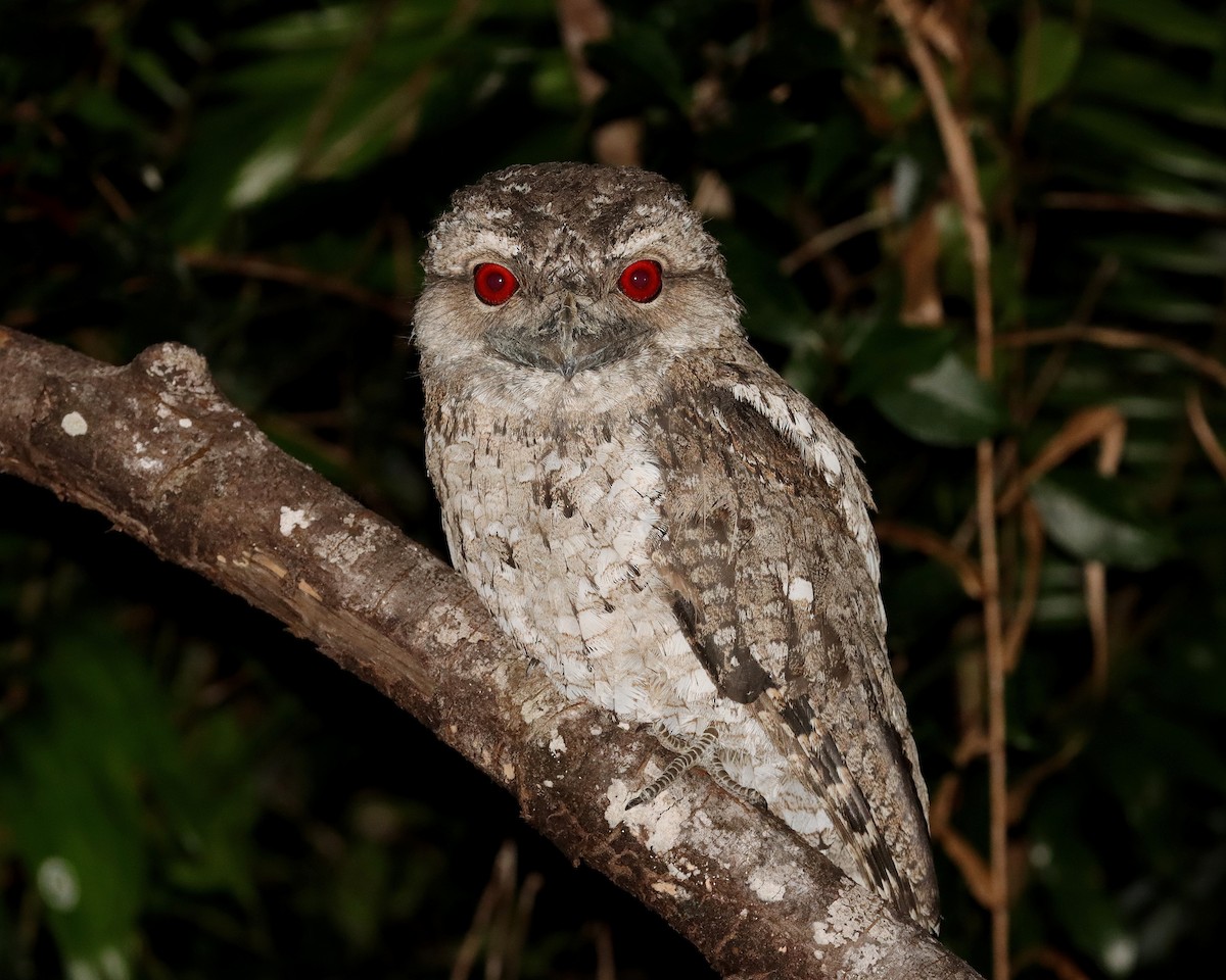 Papuan Frogmouth - ML371522551