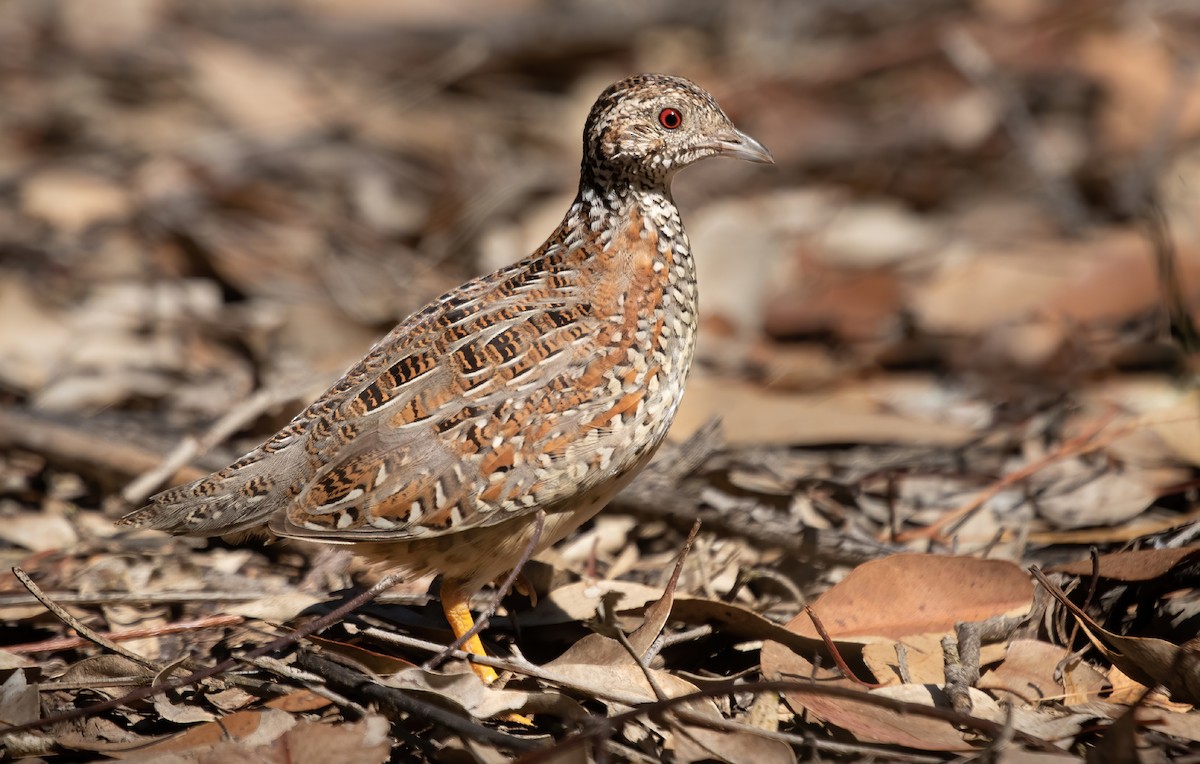 Painted Buttonquail - ML371528701