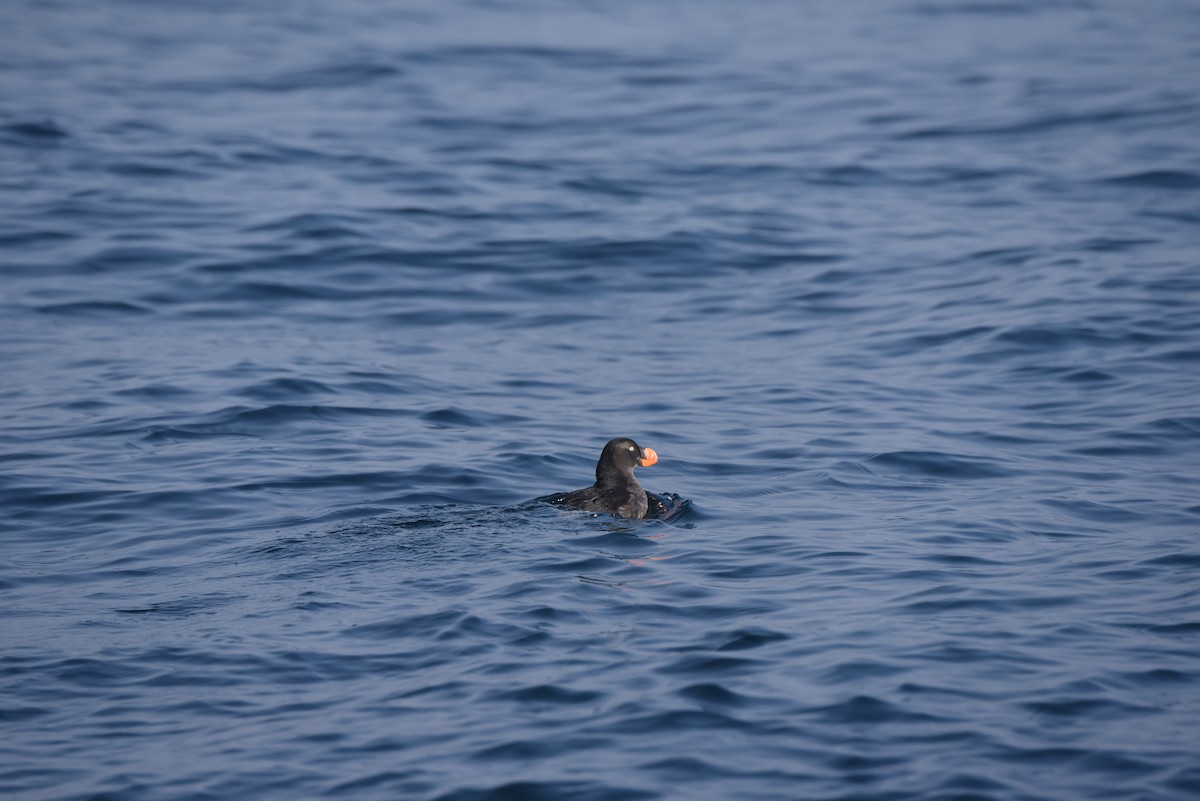 Tufted Puffin - Donald Kirker