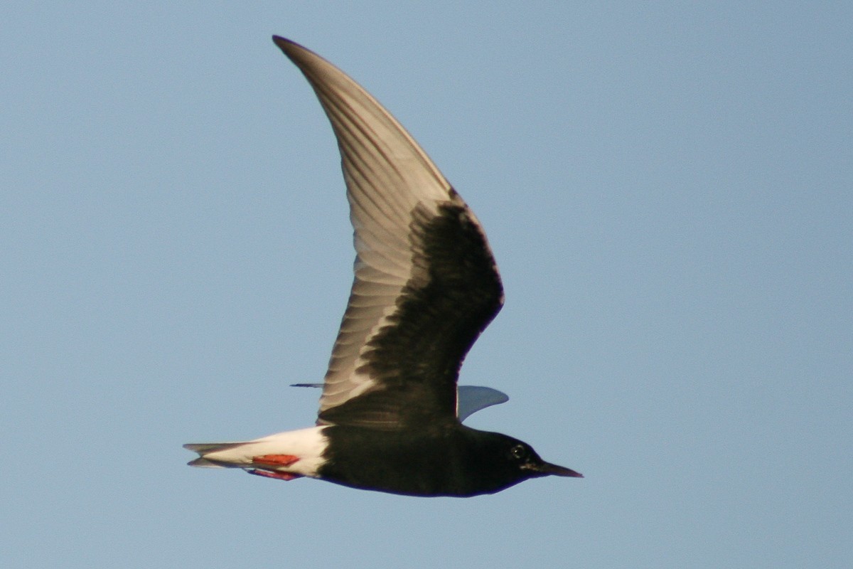 White-winged Tern - ML371531431