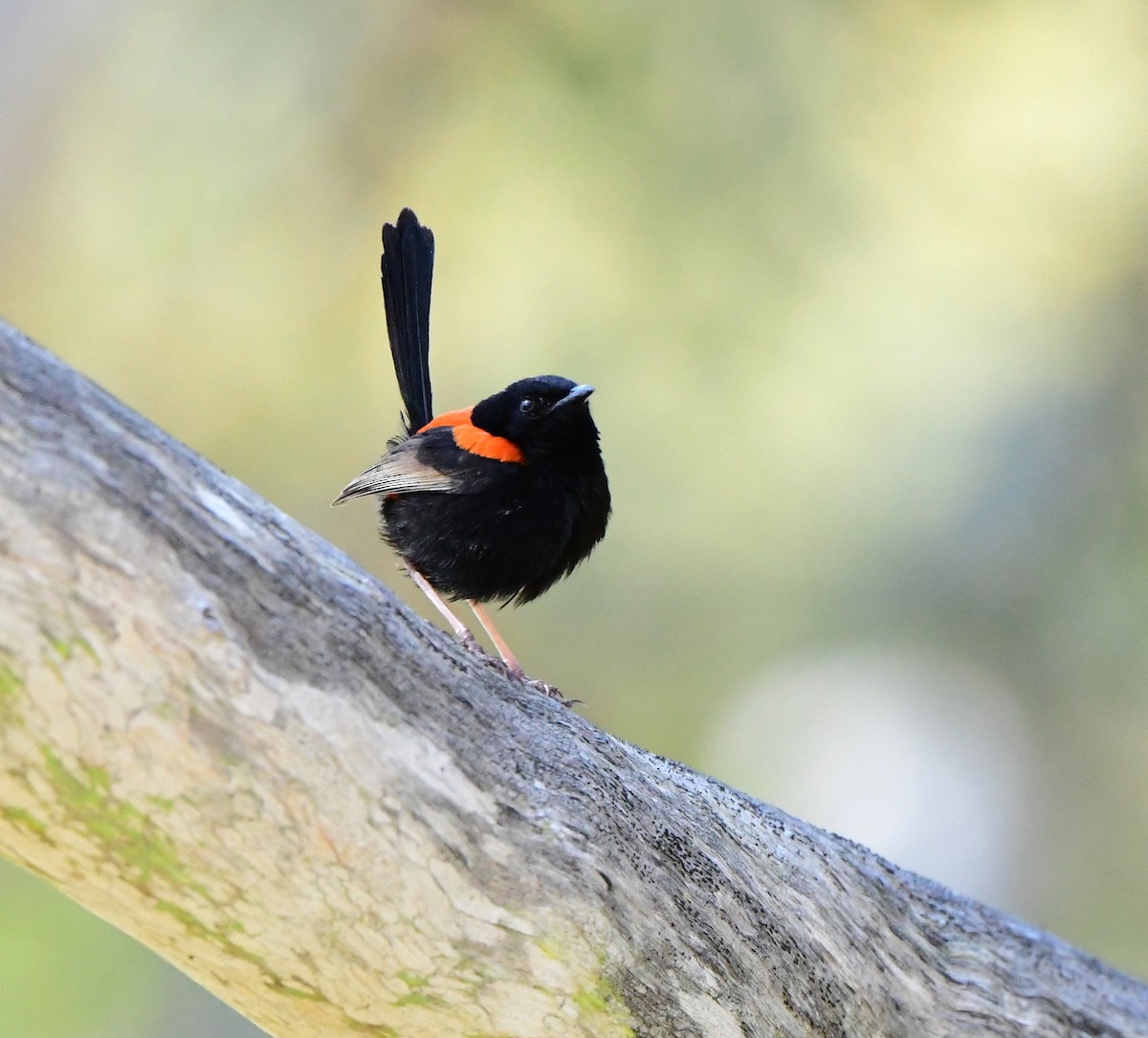Red-backed Fairywren - Andy Gee