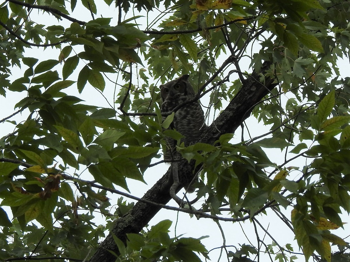 Great Horned Owl - ML371539081