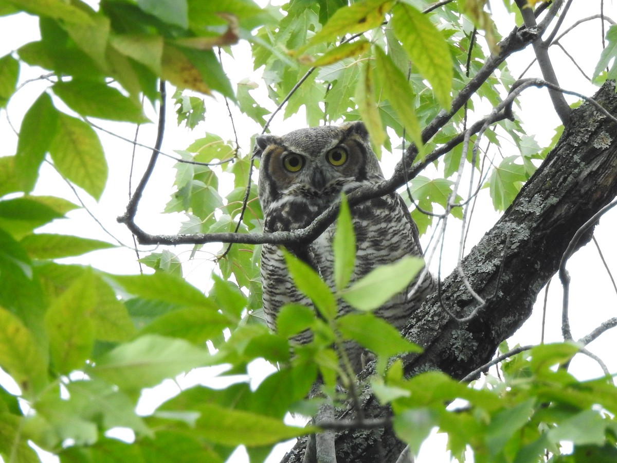 Great Horned Owl - ML371539091