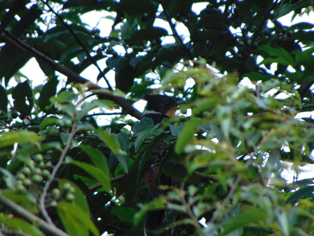 Chestnut-winged Cuckoo - Amrit Nepali