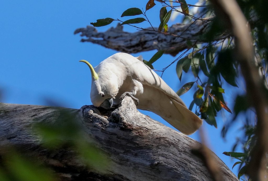 Sulphur-crested Cockatoo - Hickson Fergusson
