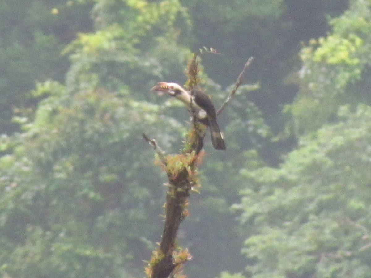 Luzon Hornbill - Linda Gocon