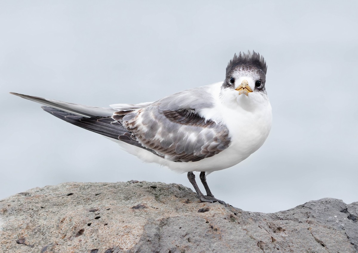 Great Crested Tern - ML371546041
