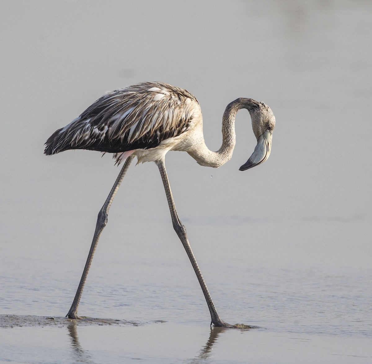 Greater Flamingo - Howard Heaton