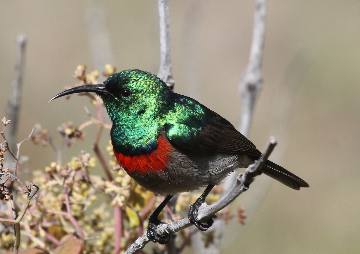 Southern Double-collared Sunbird - Niel Bruce