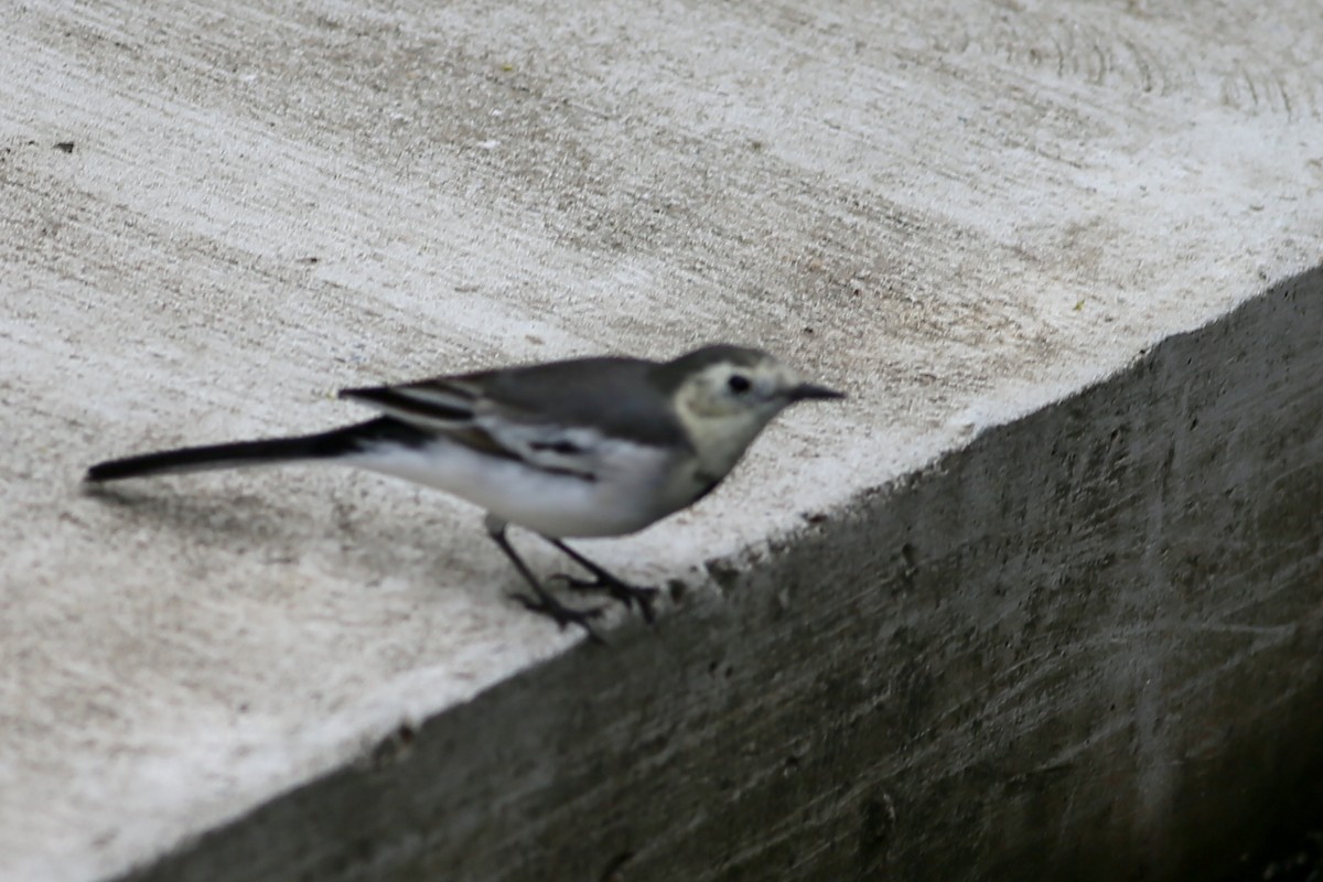 White Wagtail (Chinese) - Ting-Wei (廷維) HUNG (洪)