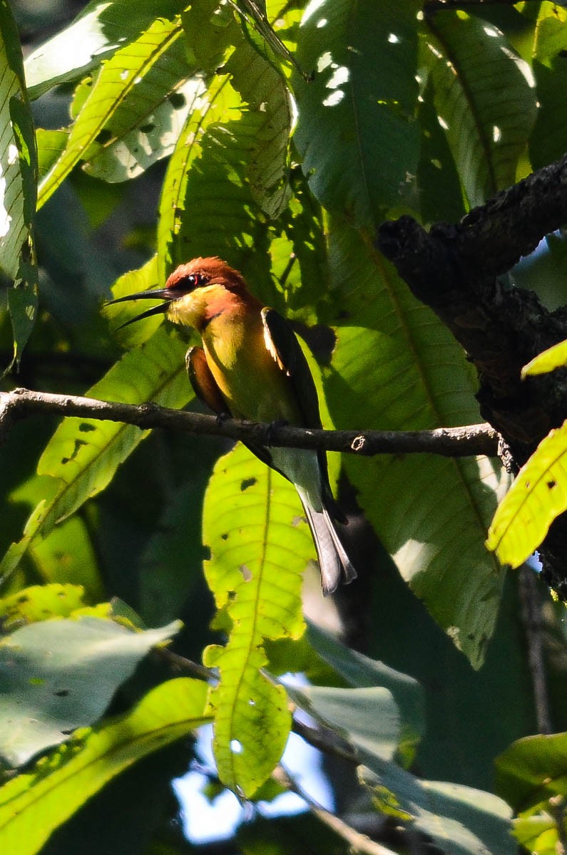 Chestnut-headed Bee-eater - ML37156241