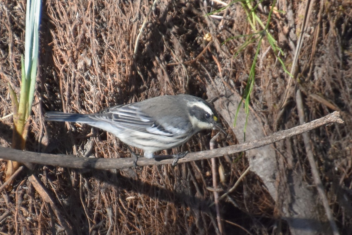 Black-throated Gray Warbler - Kate E Magoon