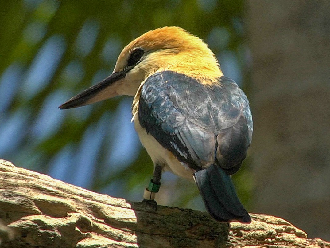 Tuamotu Kingfisher - Josep del Hoyo