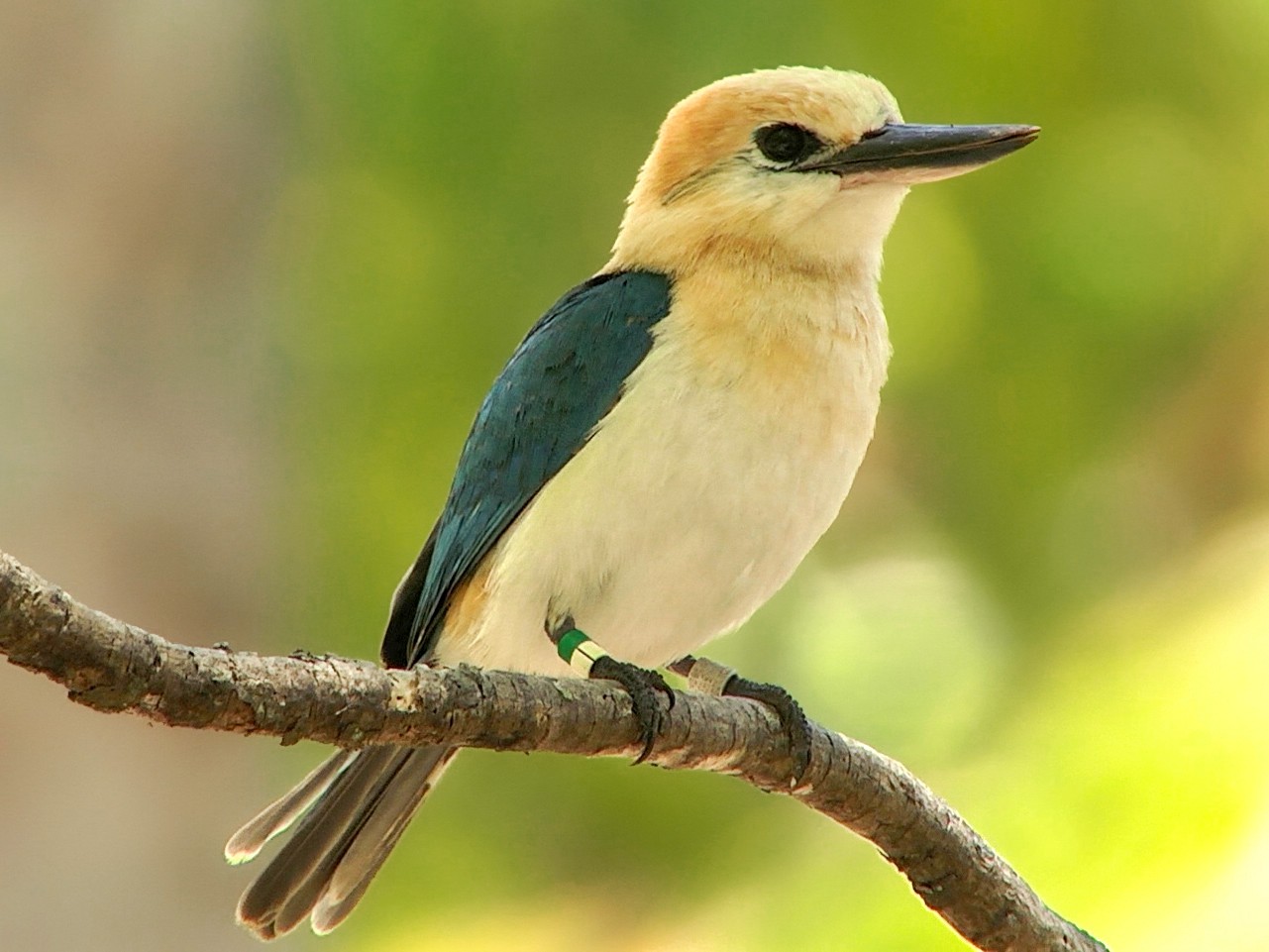 Tuamotu Kingfisher - Josep del Hoyo