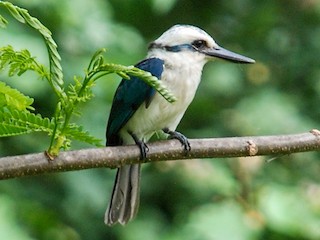  - Chattering Kingfisher