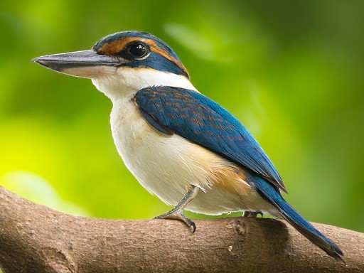 Pacific Kingfisher - Dubi Shapiro