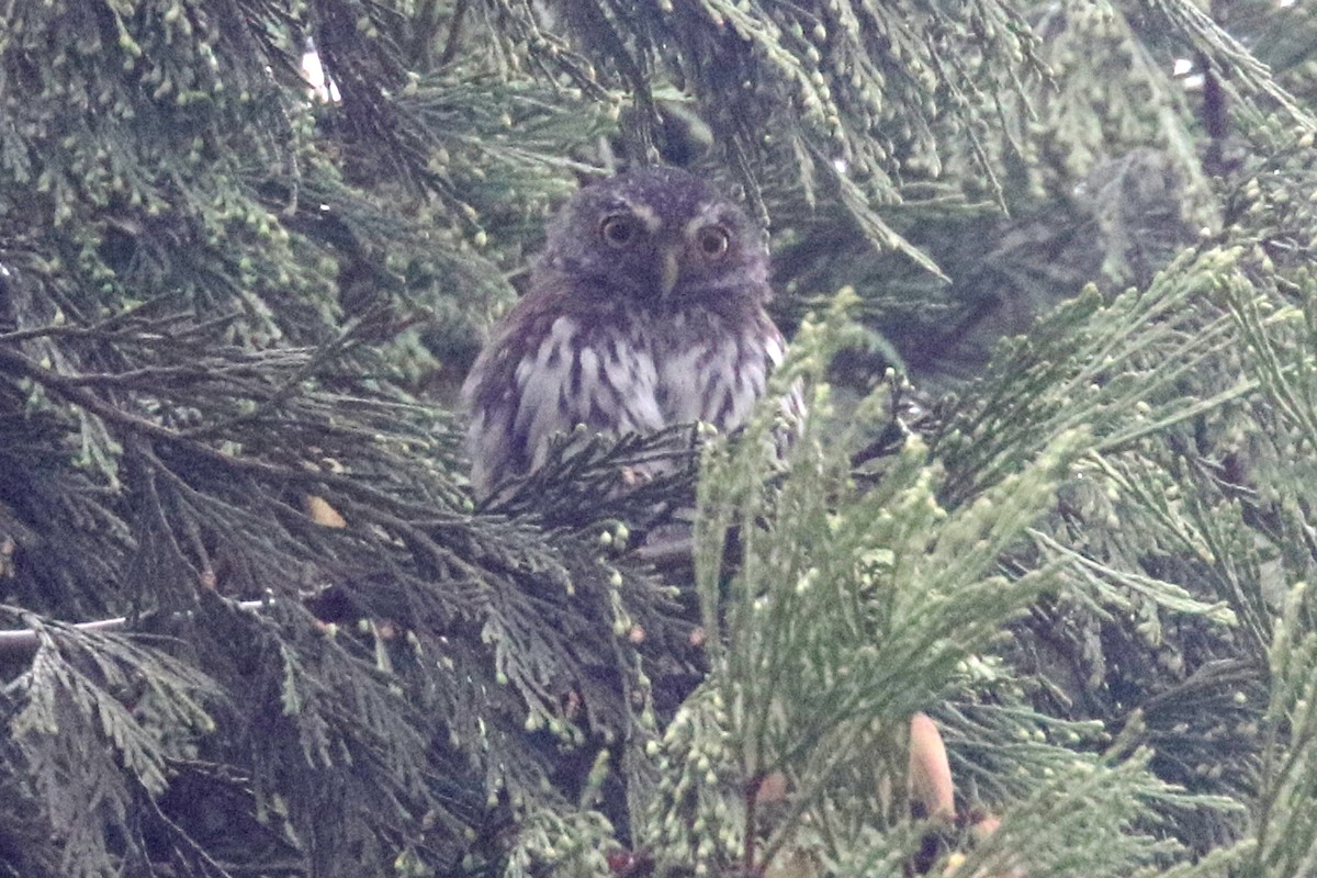 Northern Pygmy-Owl - ML371575741