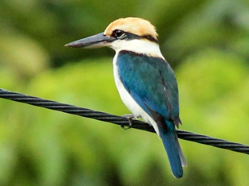 Palau Kingfisher - Stuart White