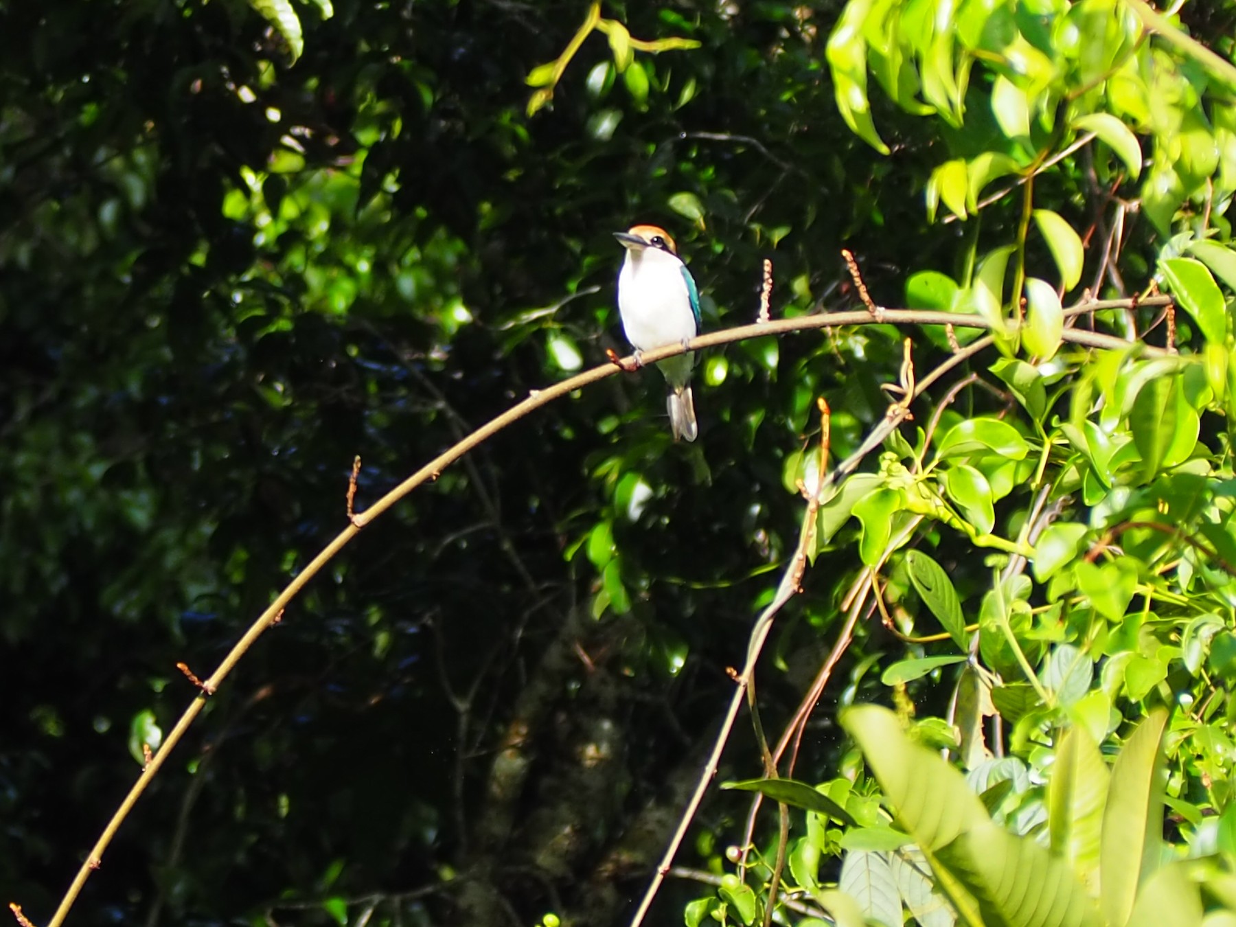 Palau Kingfisher - Greg Delisle